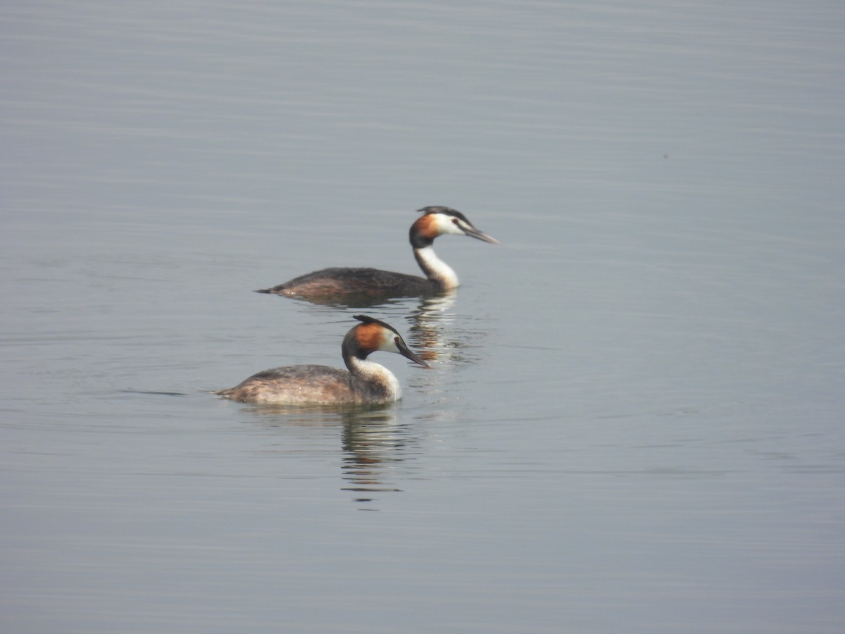 Great Crested Grebe - ML618141679