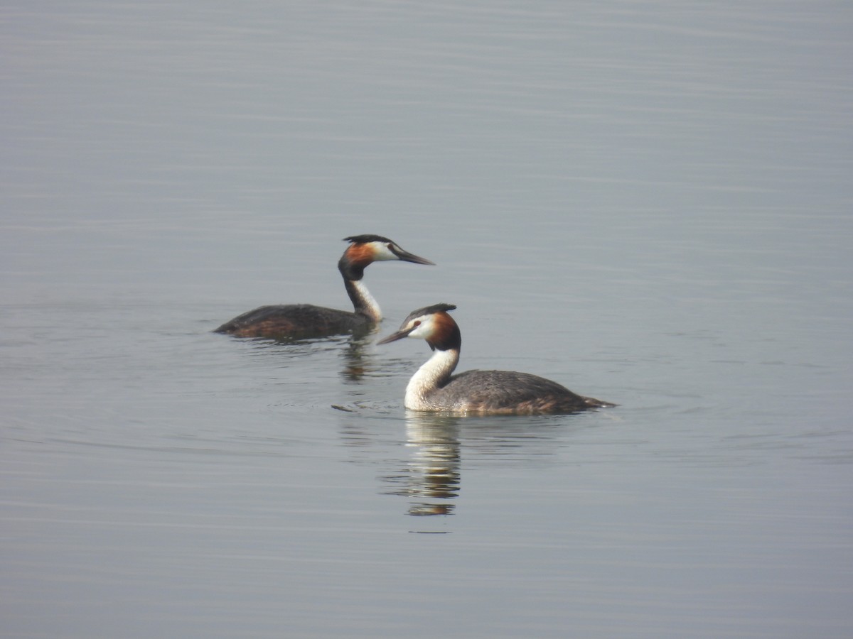 Great Crested Grebe - ML618141680