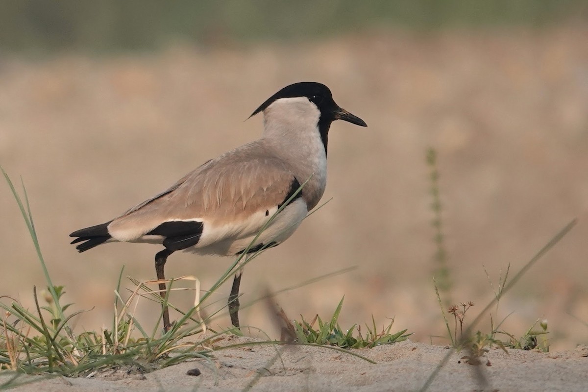 River Lapwing - Brecht Caers