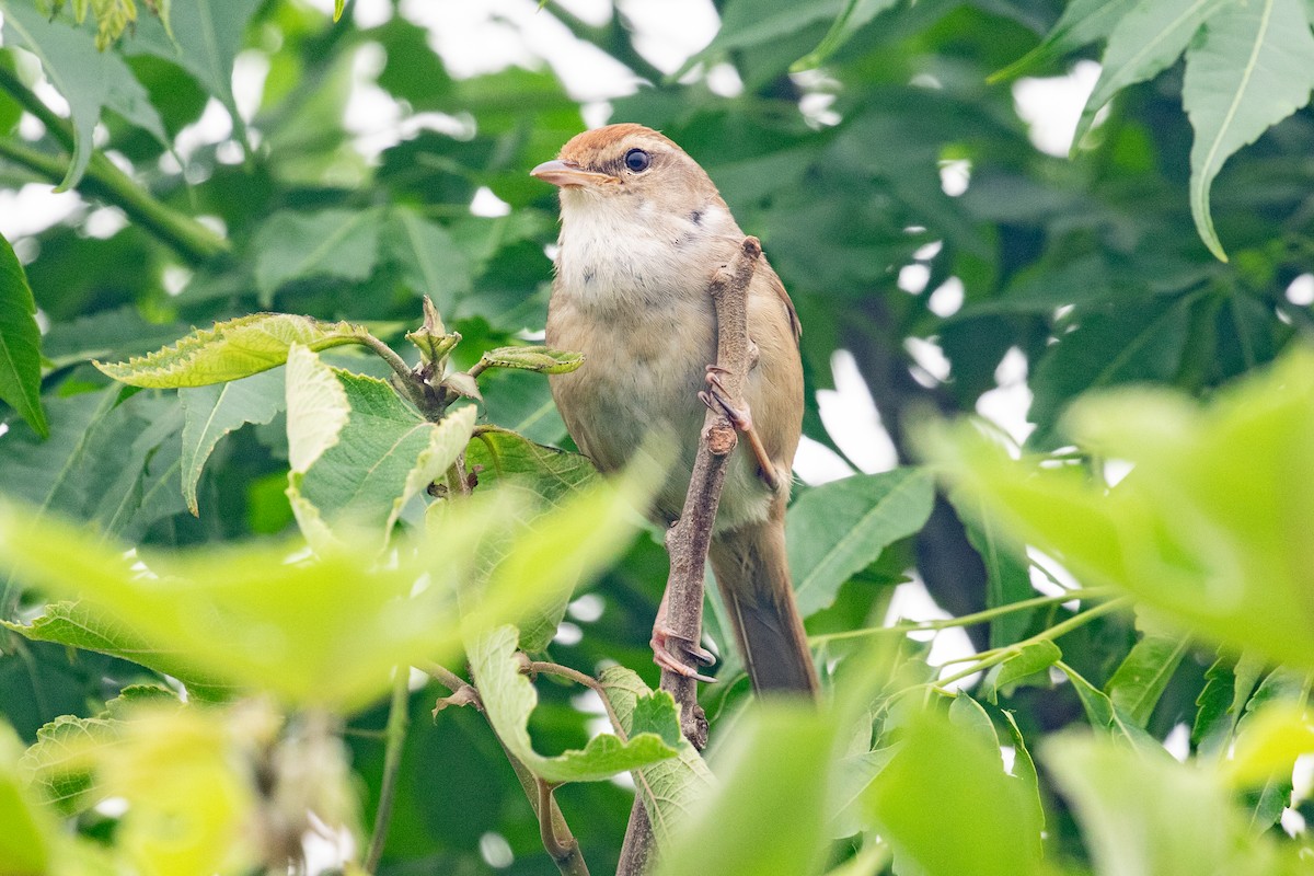 Manchurian Bush Warbler - Xiaoni Xu