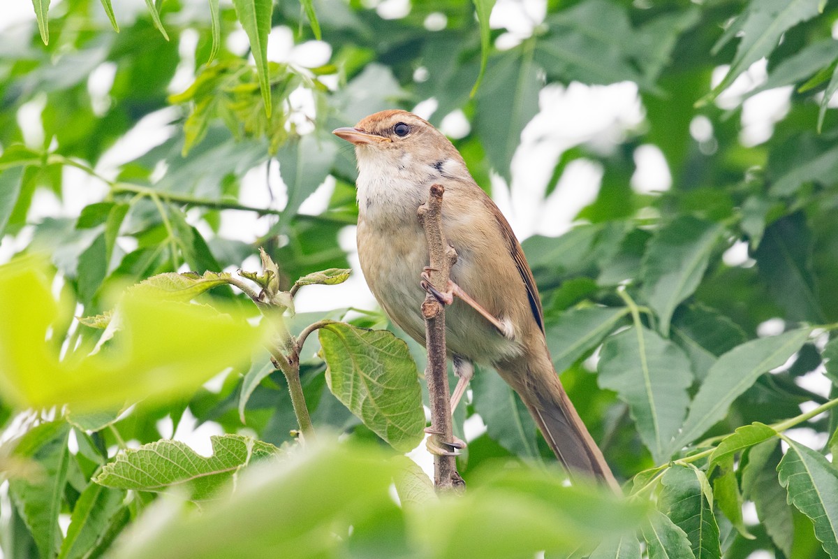 Manchurian Bush Warbler - Xiaoni Xu