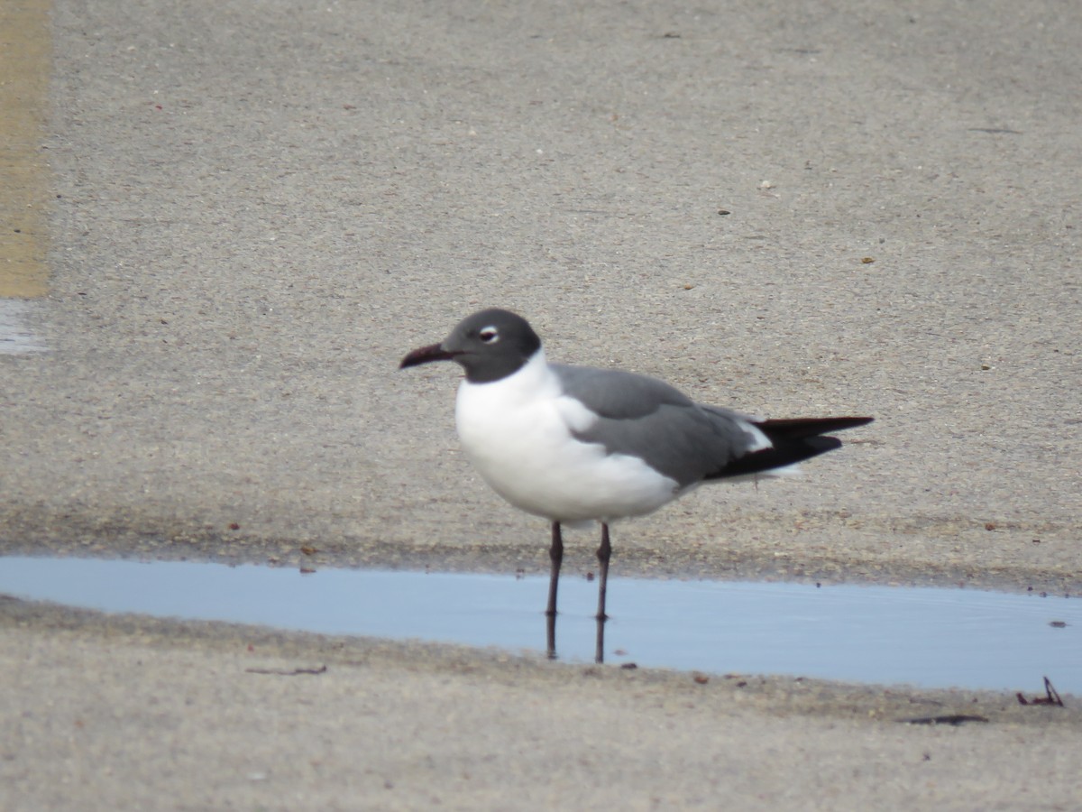 Laughing Gull - Val Landwehr