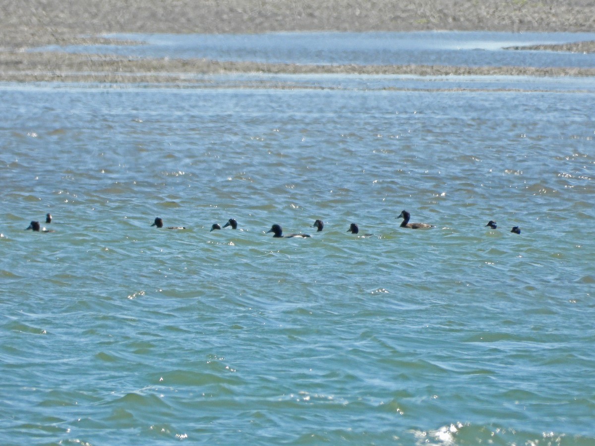 Greater Scaup - ML618141743
