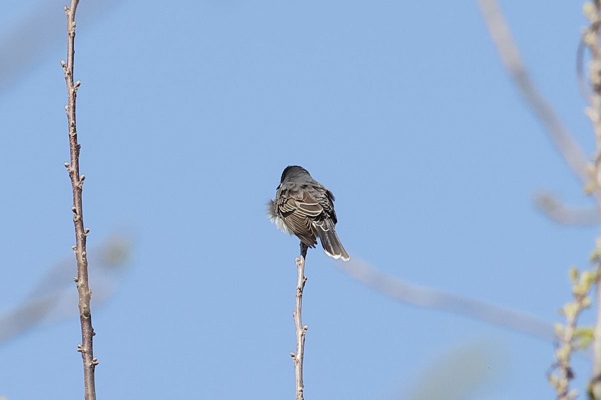 Eastern Kingbird - John Mercer