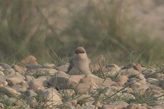 Small Pratincole - Brecht Caers