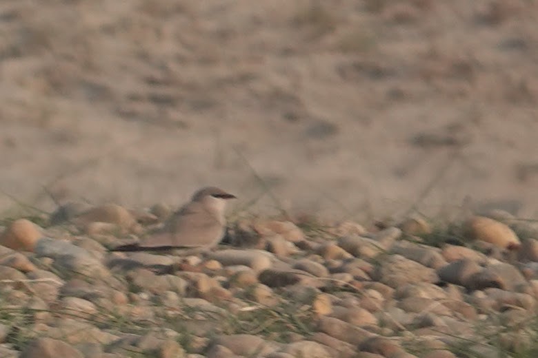 Small Pratincole - Brecht Caers