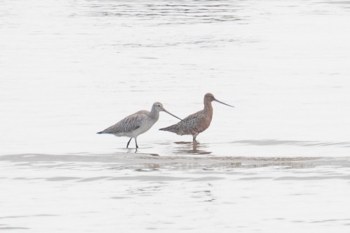 Bar-tailed Godwit - Xiaoni Xu