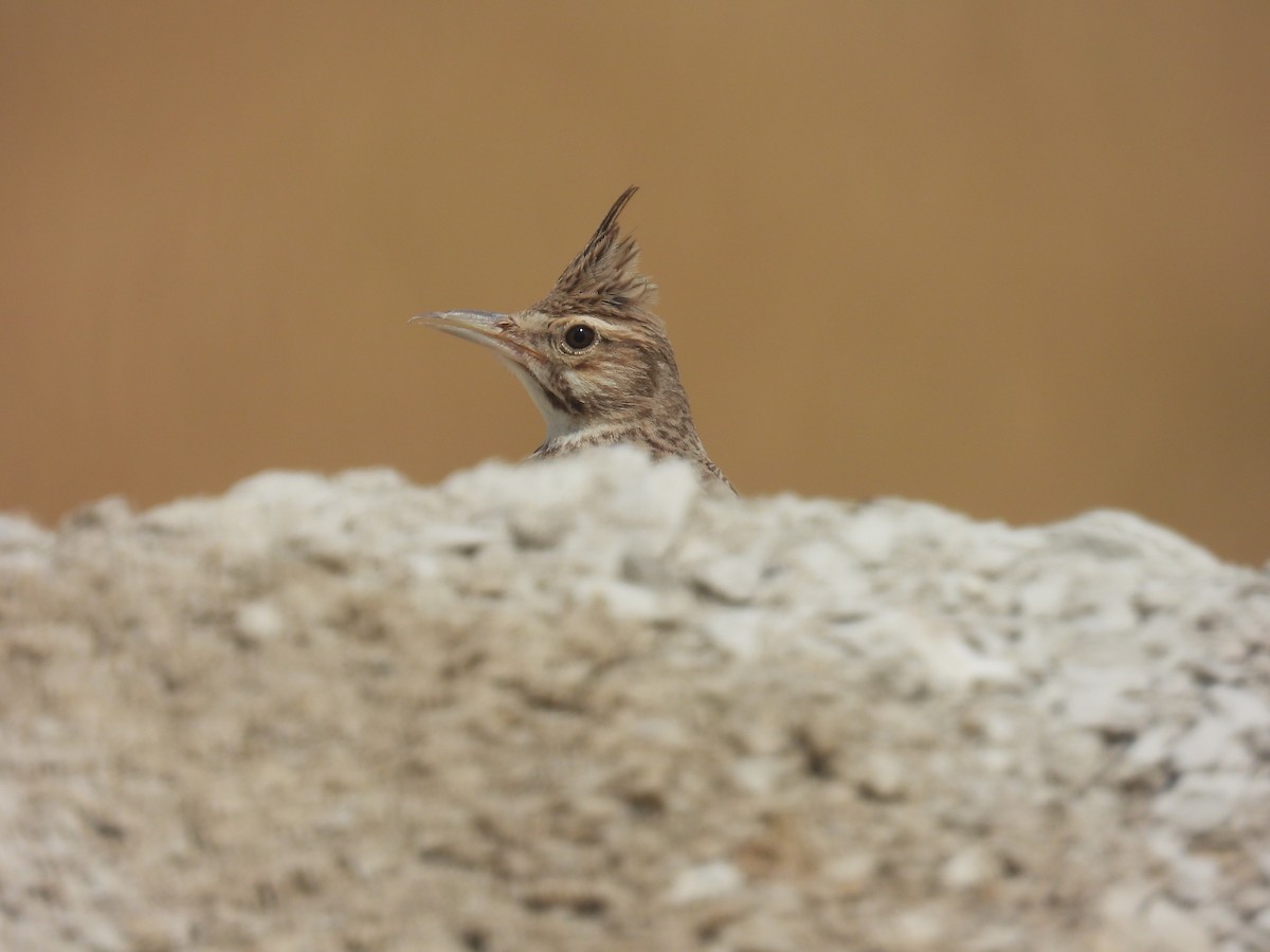 Crested Lark - Carmel Ravid