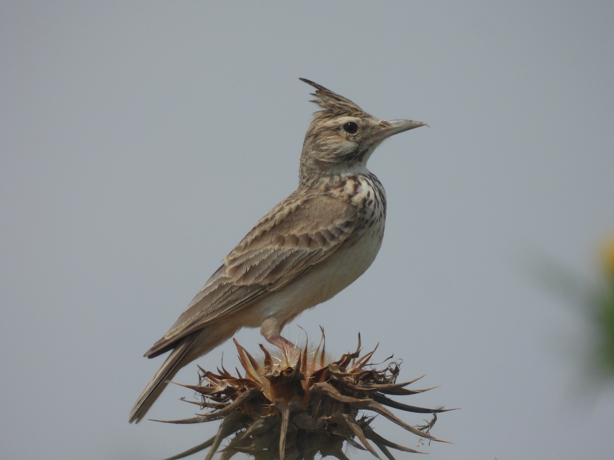 Crested Lark - Carmel Ravid