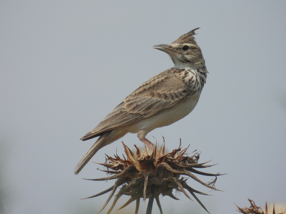 Crested Lark - Carmel Ravid