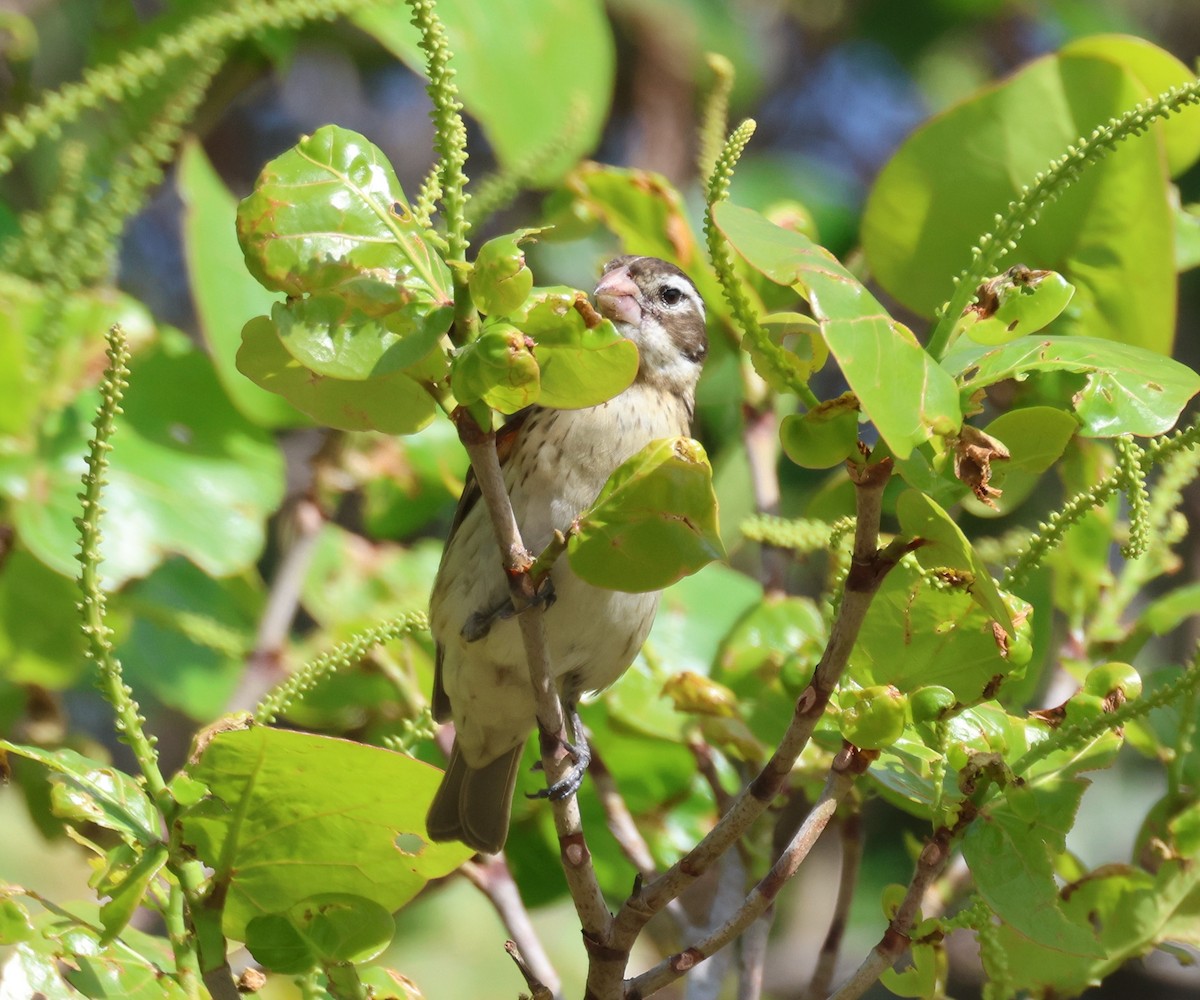 Rose-breasted Grosbeak - Anne Ruben