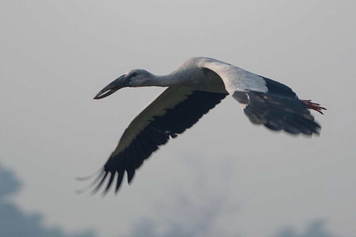 Asian Openbill - Brecht Caers