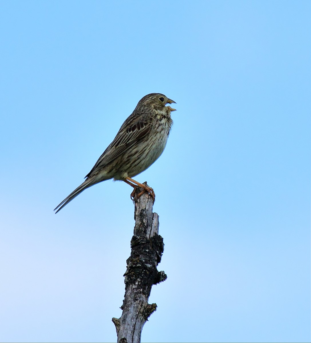 Corn Bunting - Donn Broadbridge