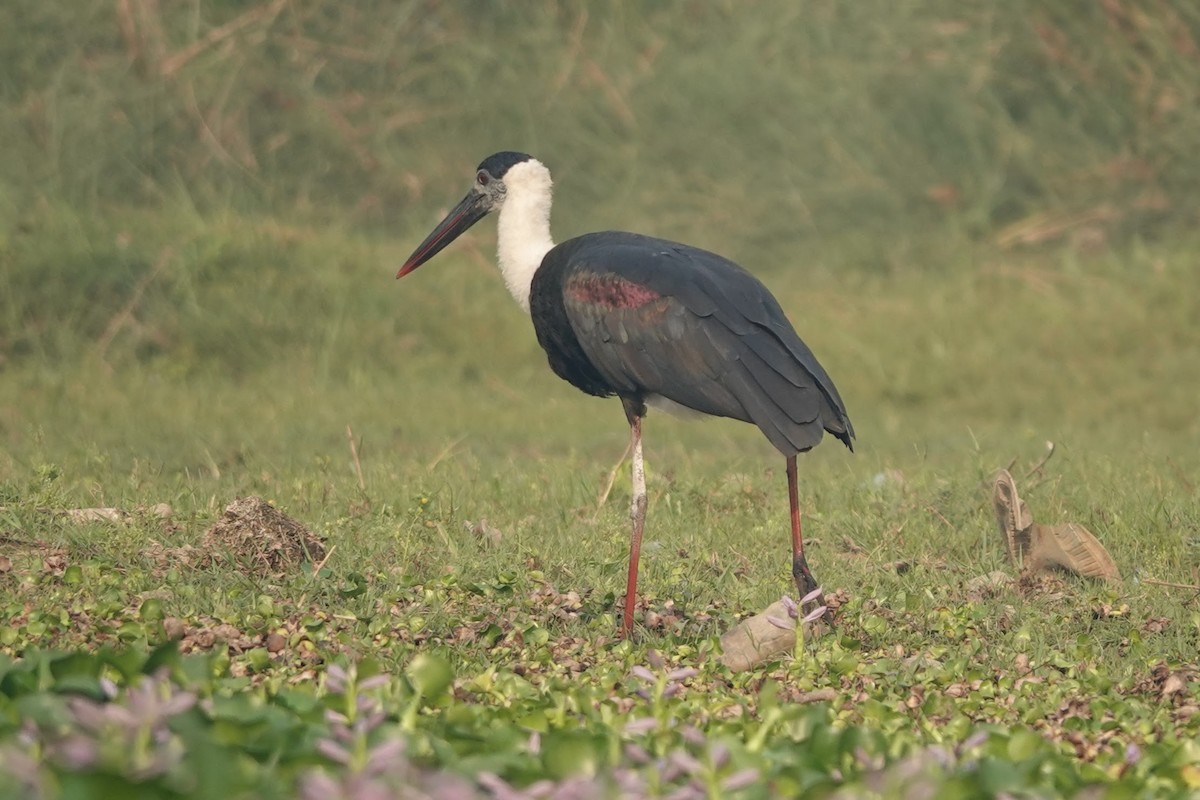 Asian Woolly-necked Stork - Brecht Caers