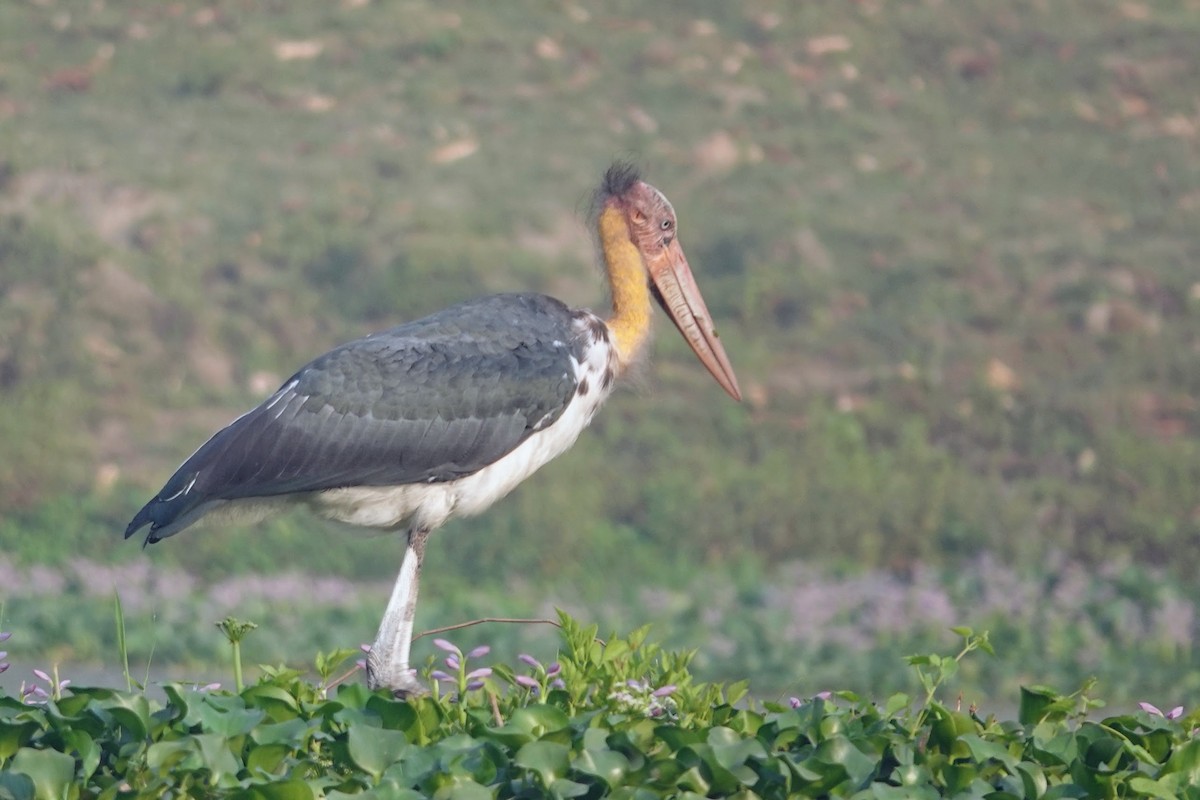 Lesser Adjutant - Brecht Caers