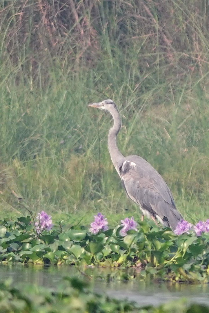 Gray Heron - Brecht Caers