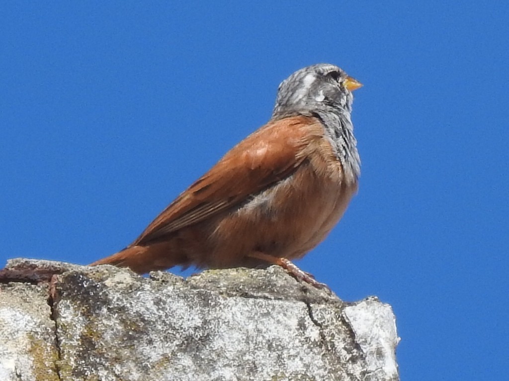 House Bunting - Antonio Jesús Sepúlveda