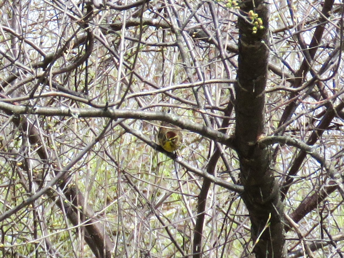 Palm Warbler - Michel Turcot