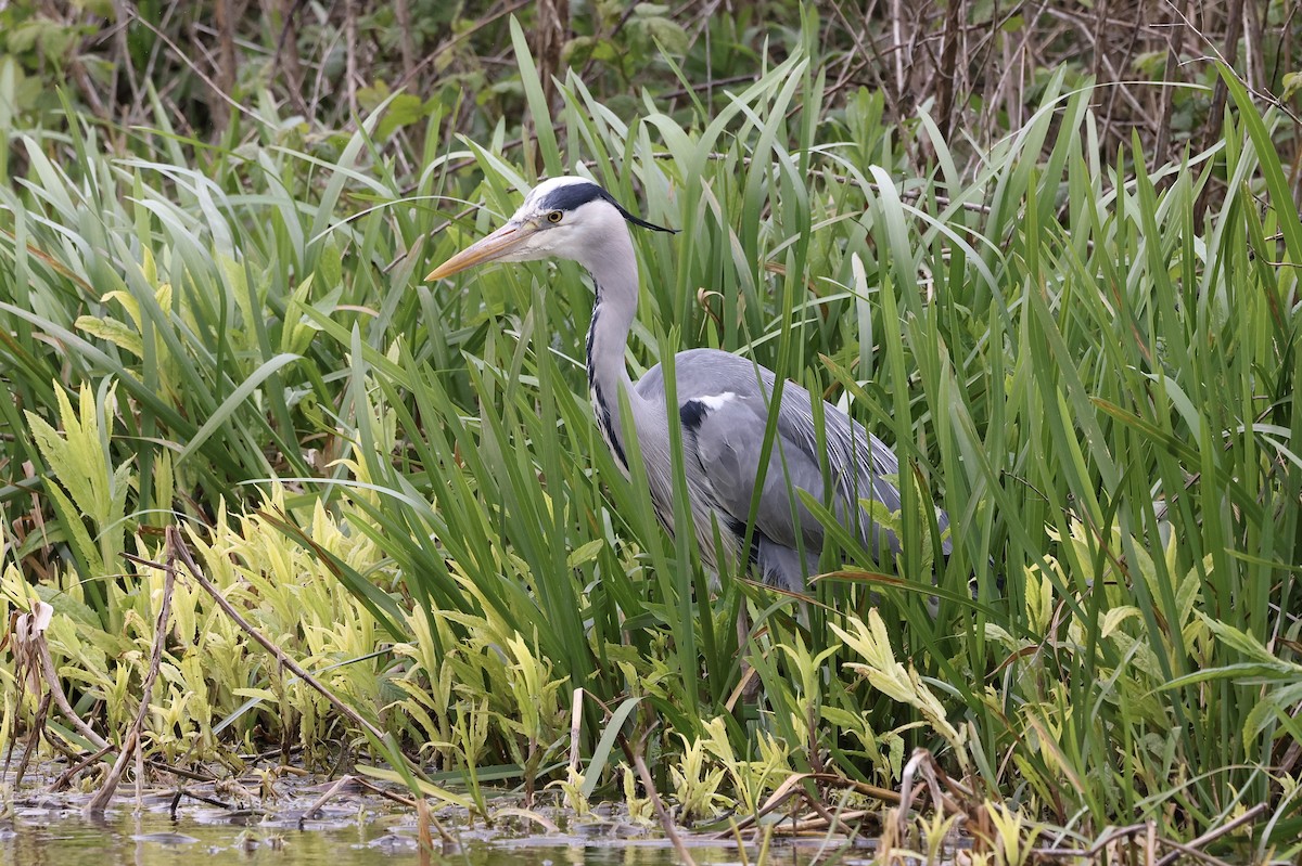 Gray Heron - Mark Jarrett