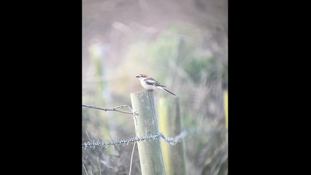 Woodchat Shrike - ML618141875