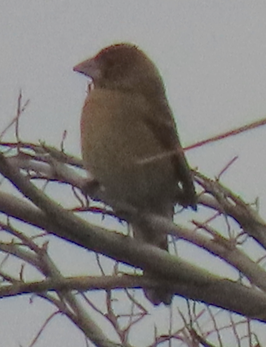 Blue Grosbeak - Maia Ginsburg