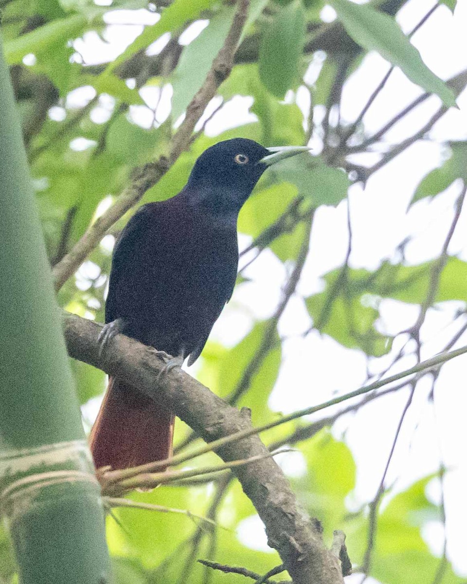 Maroon Oriole - Samanvitha Rao