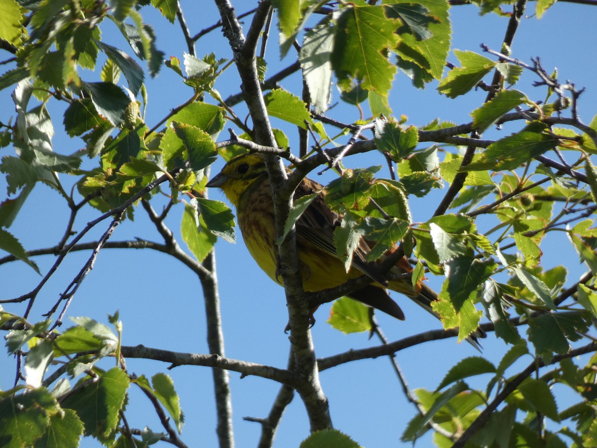 Yellowhammer - Francisco Rodal Piñeiro