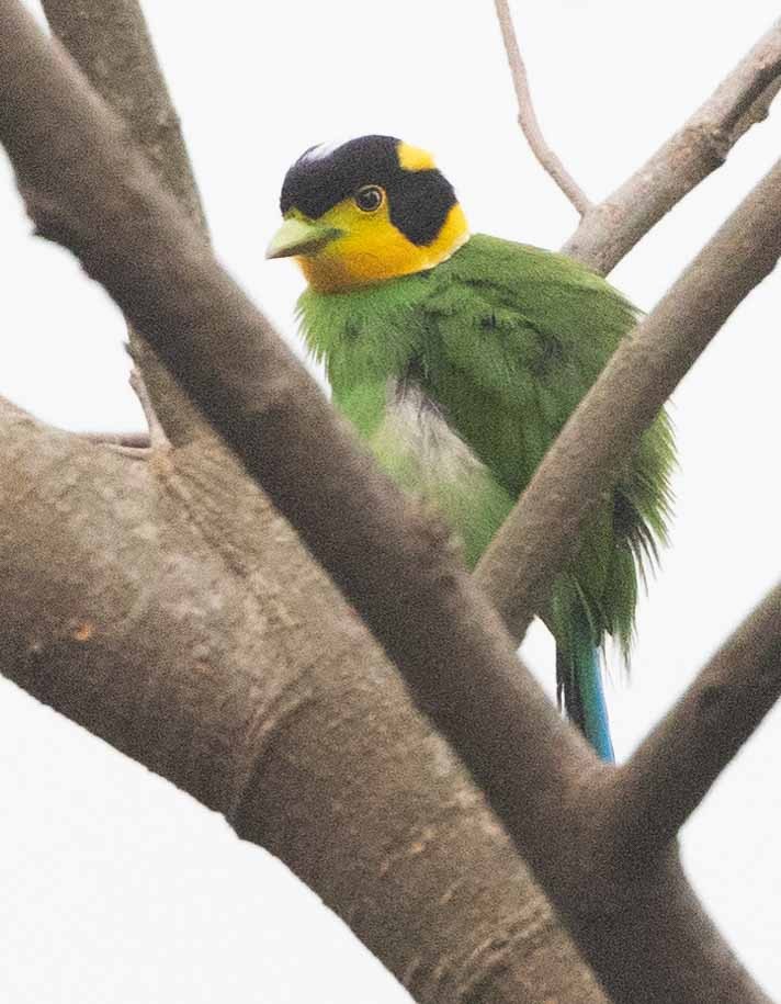 Long-tailed Broadbill - Samanvitha Rao