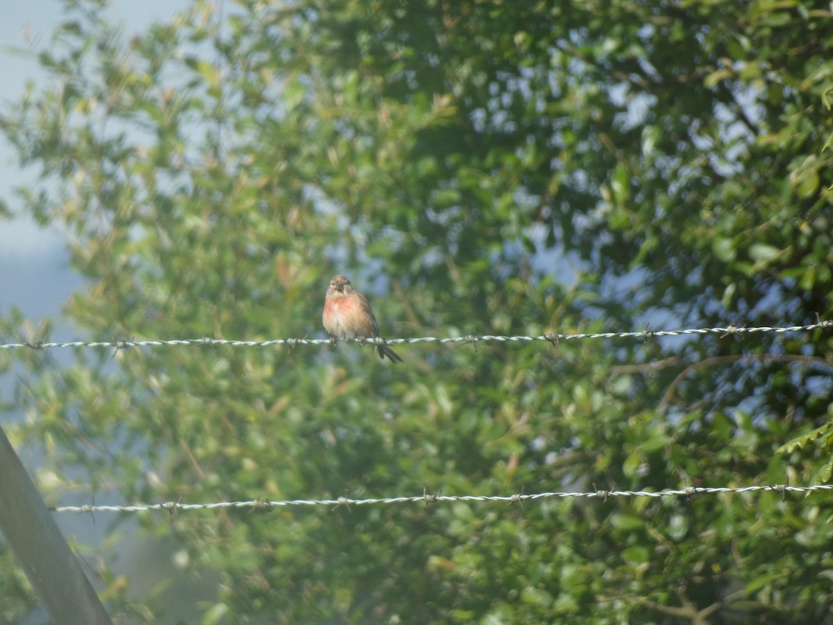 Eurasian Linnet - Francisco Rodal Piñeiro