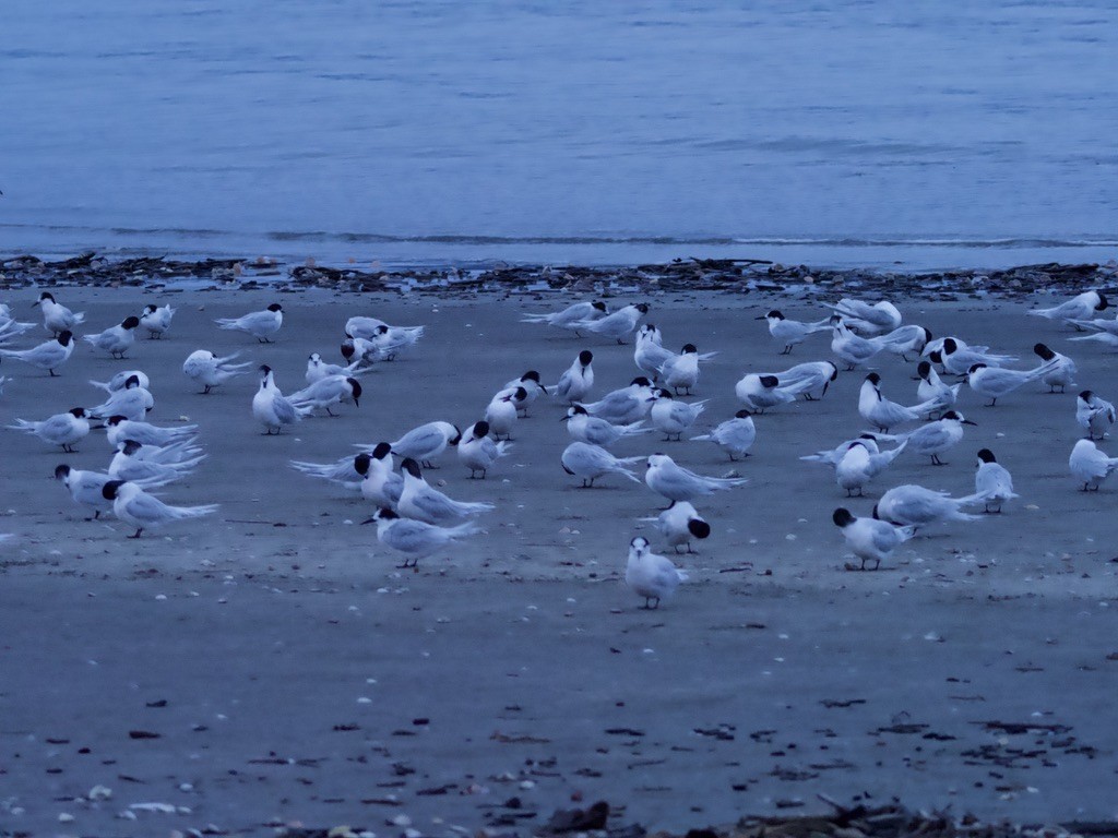 White-fronted Tern - Yvonne van Netten