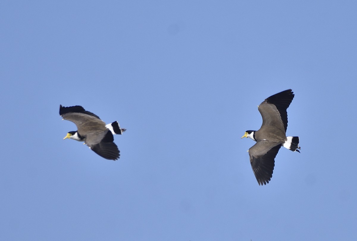 Masked Lapwing (Black-shouldered) - Anthony Katon