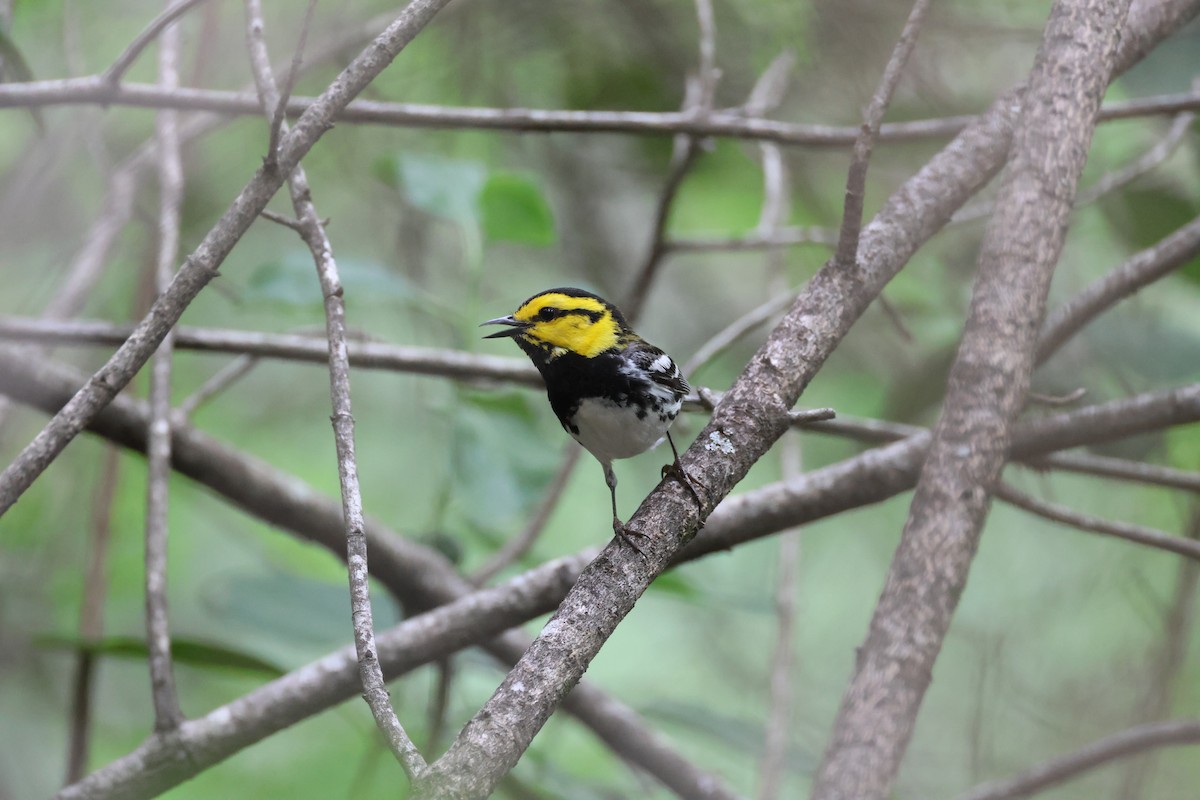 Golden-cheeked Warbler - Jamie Adams