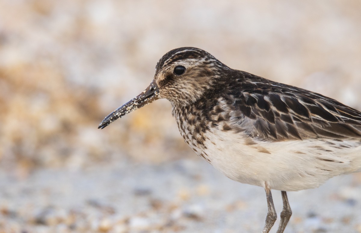 Broad-billed Sandpiper - ML618141978