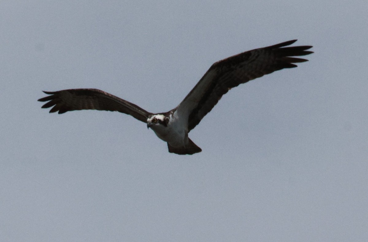 Osprey - Lisa Manzi