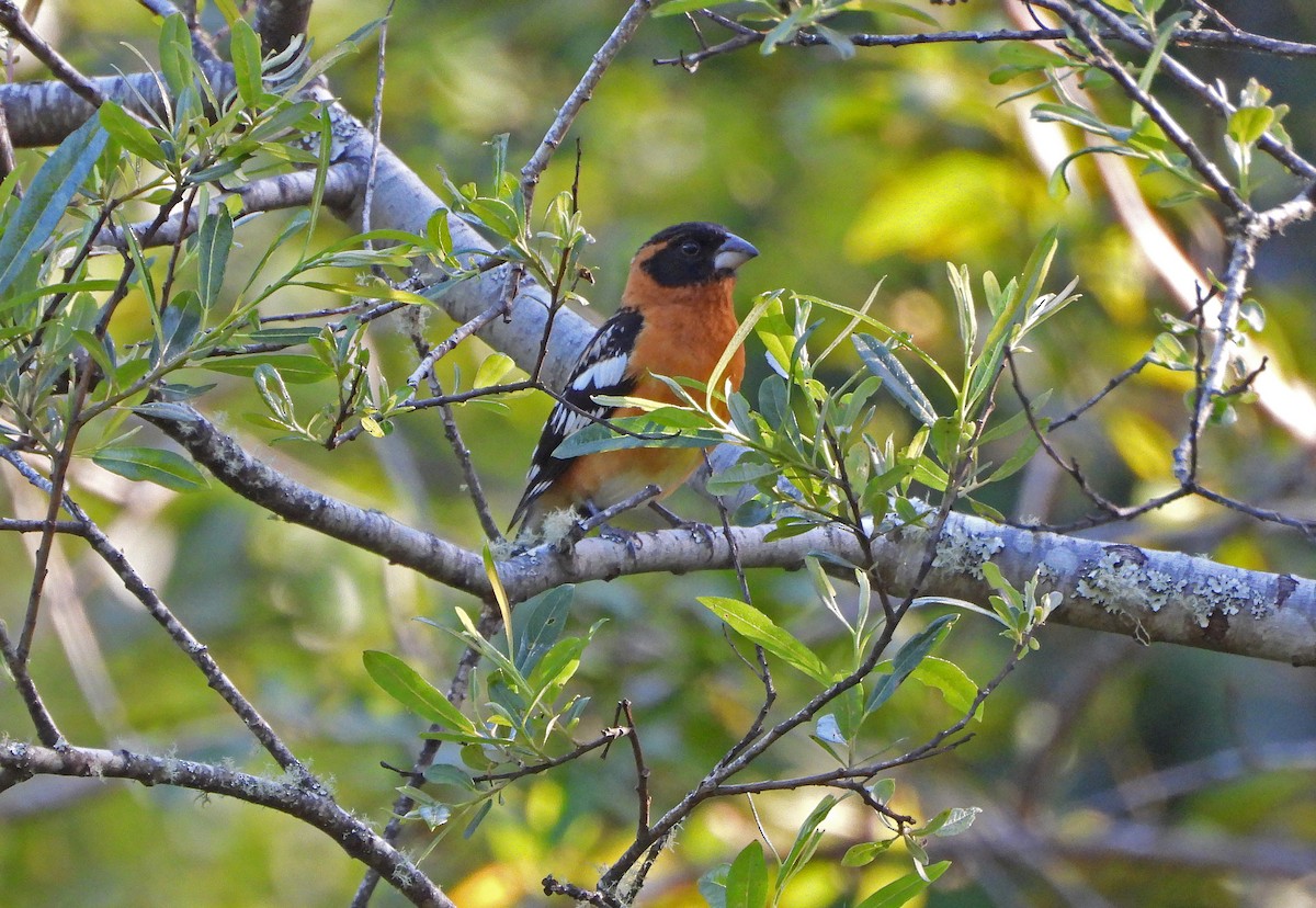 Black-headed Grosbeak - ML618142005