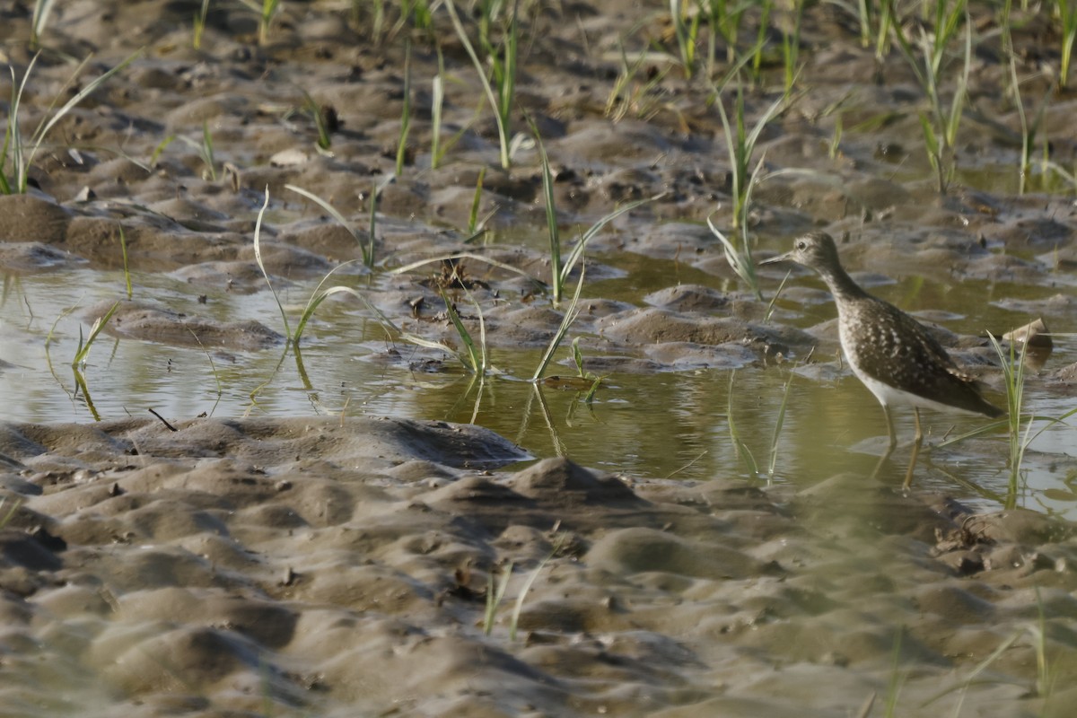 Wood Sandpiper - ML618142009