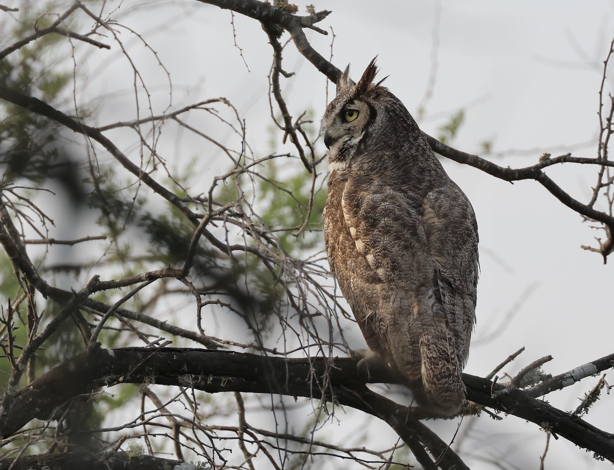 Great Horned Owl - Jamie Adams