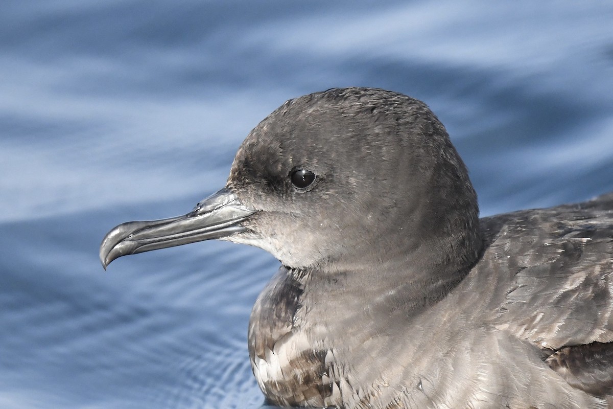 Sooty Shearwater - Khalifa Al Dhaheri