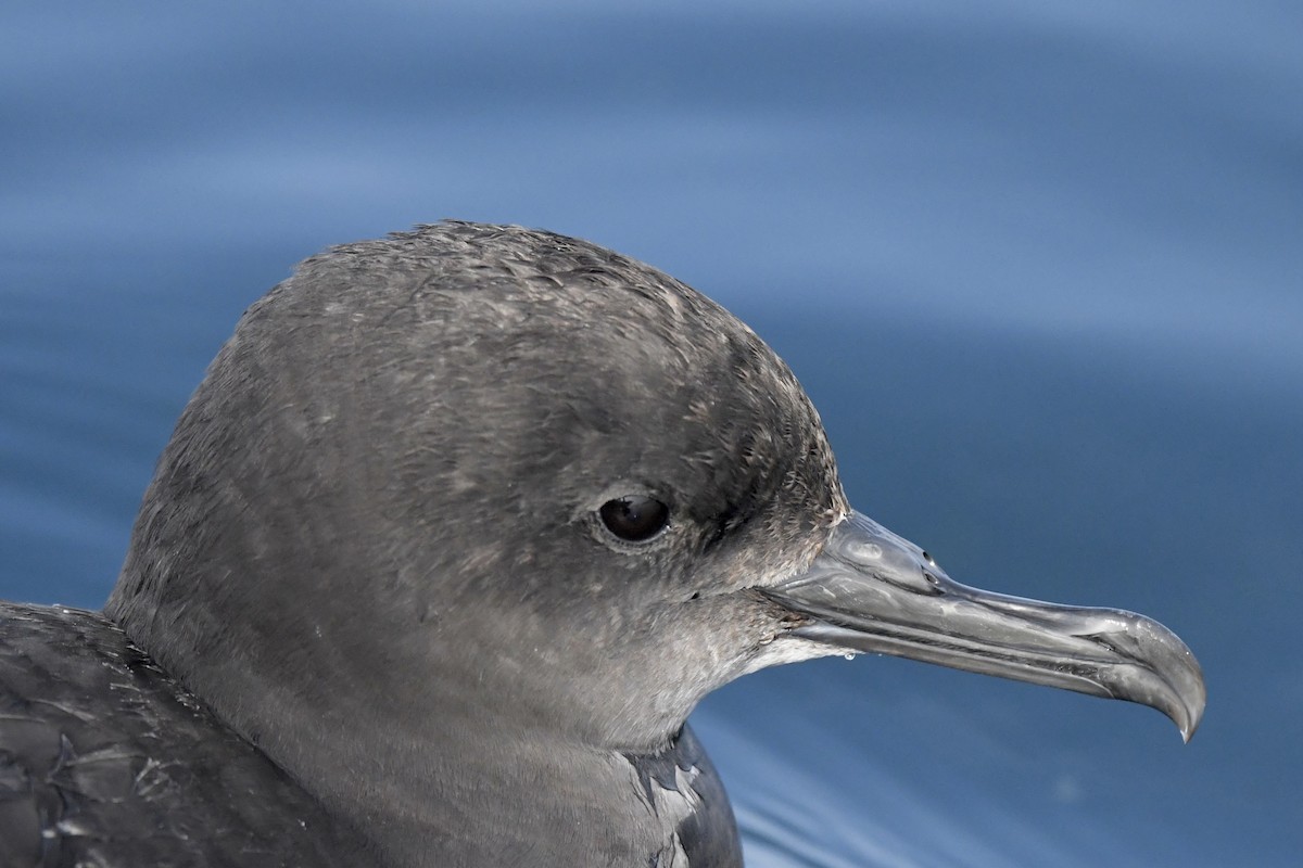 Sooty Shearwater - Khalifa Al Dhaheri