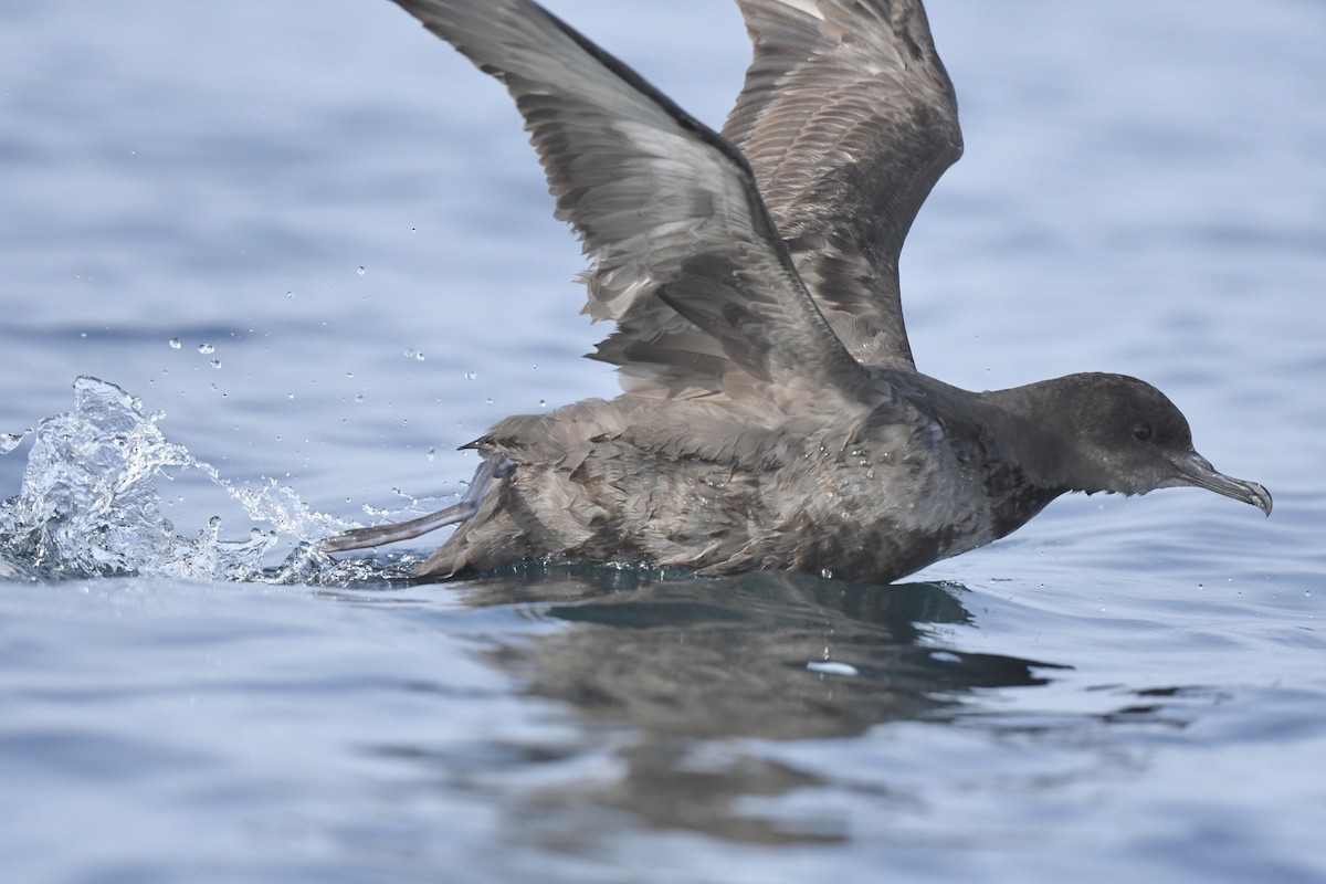 Sooty Shearwater - Khalifa Al Dhaheri