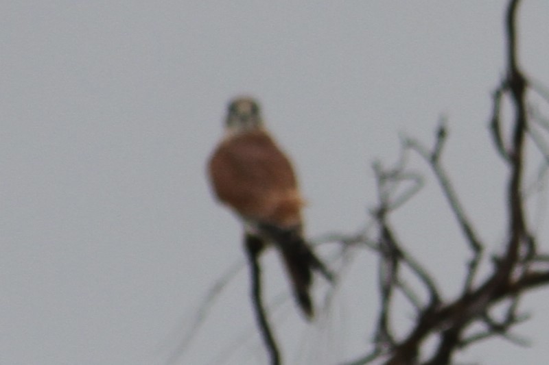 Nankeen Kestrel - NICOLINO DALFONSO