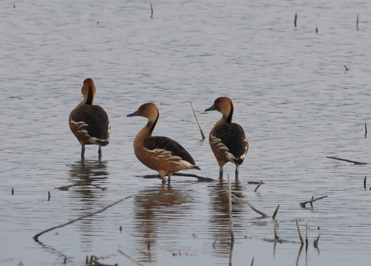 Fulvous Whistling-Duck - Jamie Adams