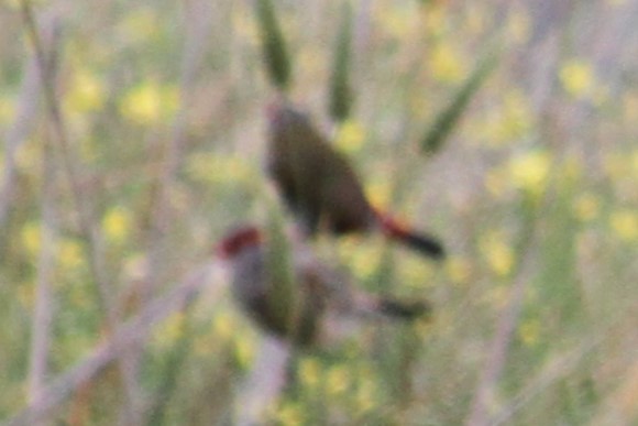 Red-browed Firetail - ML618142057