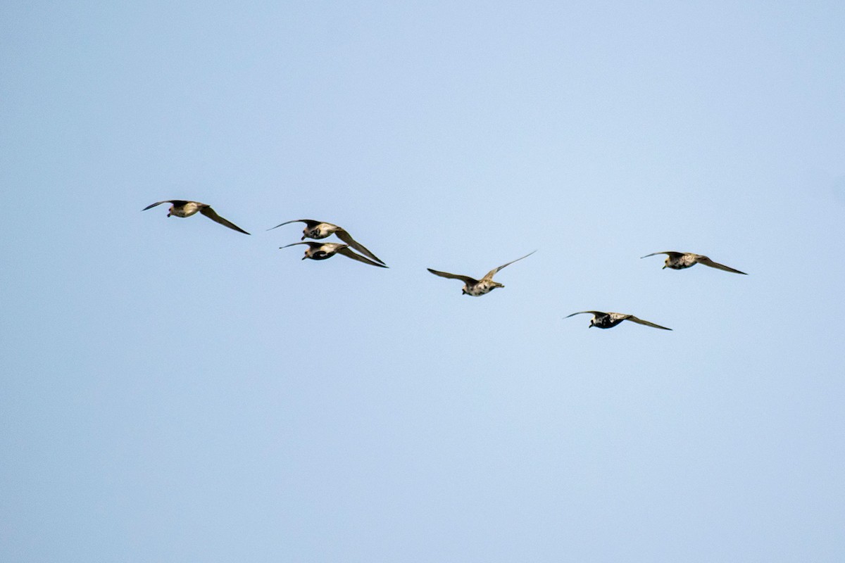 Black-bellied Plover/golden-plover sp. - Prem swaroop Kolluru