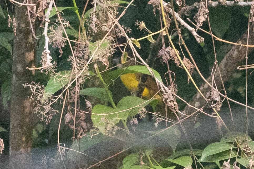 White-throated Bulbul - Samanvitha Rao