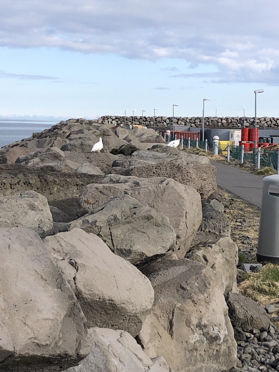 Rock Ptarmigan - Héðinn Finnsson