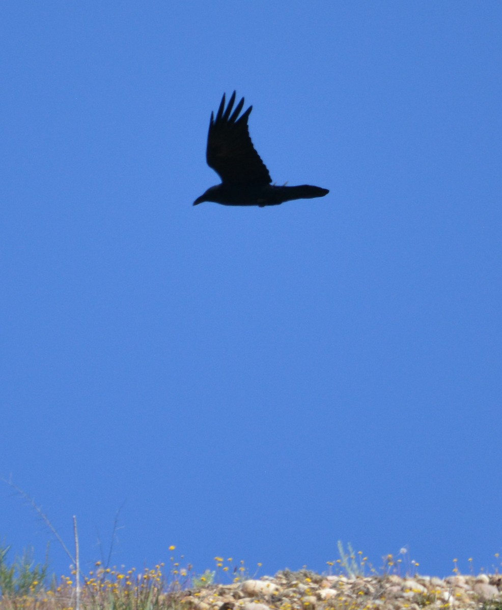 Common Raven - ML618142097