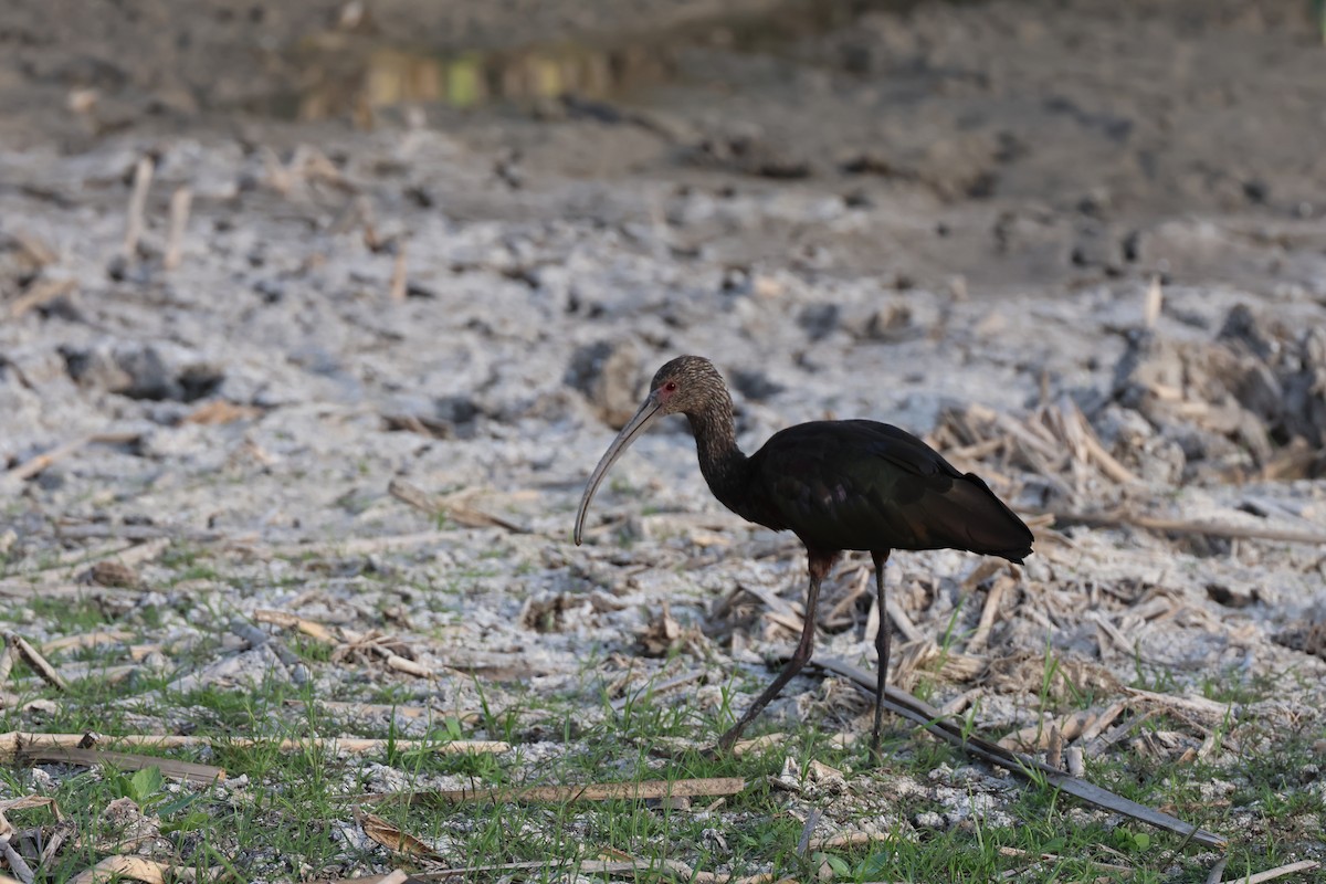 Ibis à face blanche - ML618142103