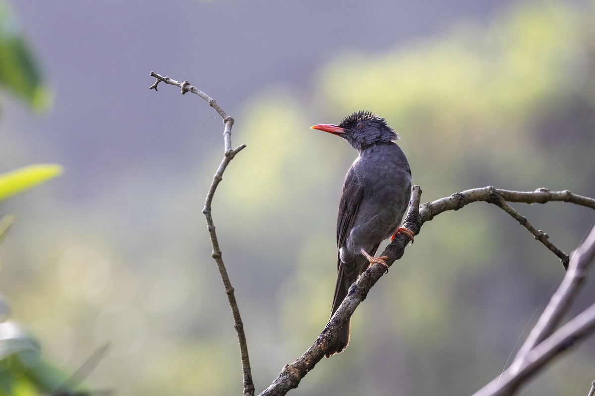 Square-tailed Bulbul (Sri Lanka) - ML618142105