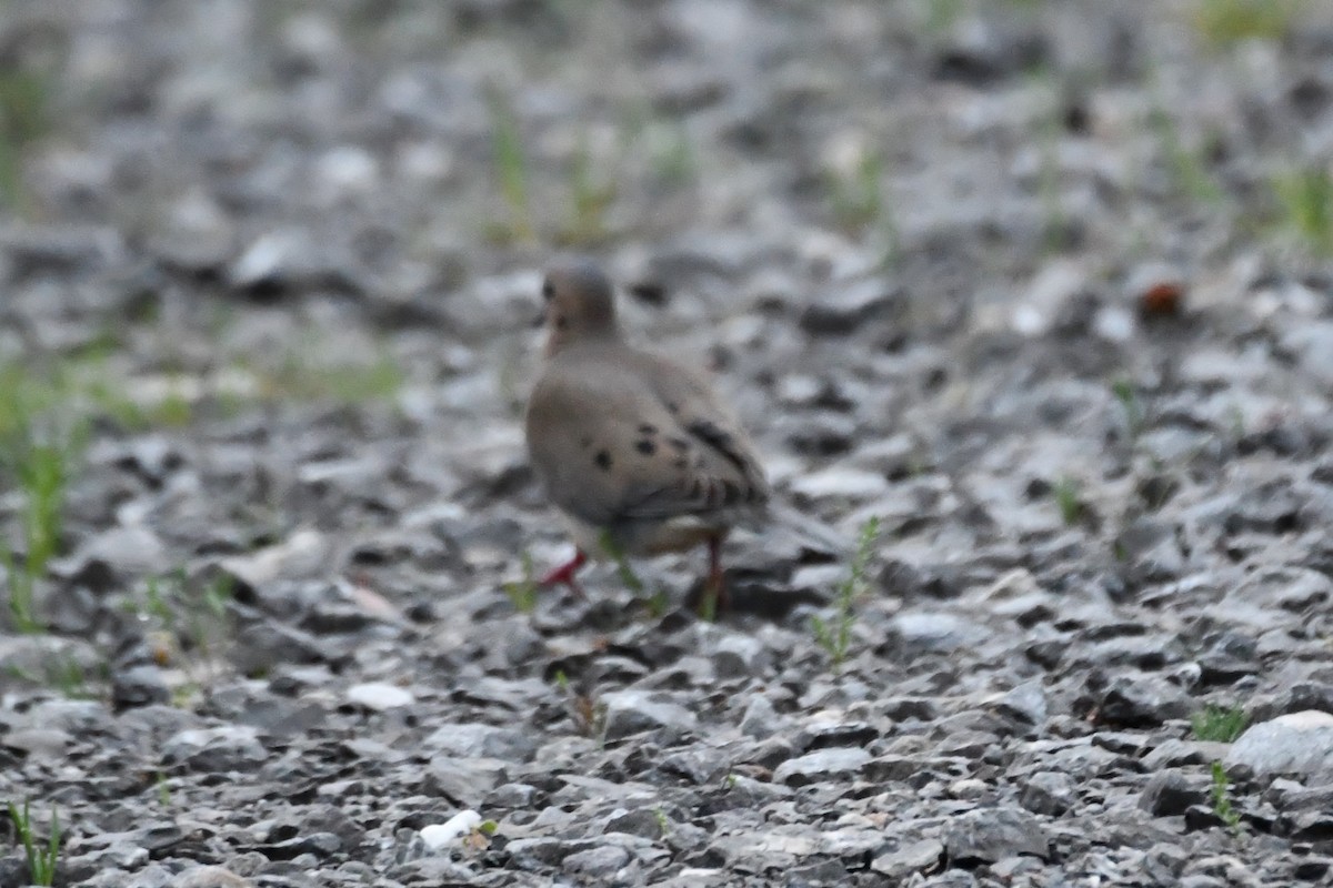 Mourning Dove - Carmen Ricer